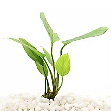 Top Fin® Anubias Gigantea Live Plant - Live Aquarium Plant for Fish Tanks - 8 in