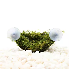 Top Fin® Coco Husk with Moss Live Plant Hammock - Live Aquarium Plant for Fish Tanks