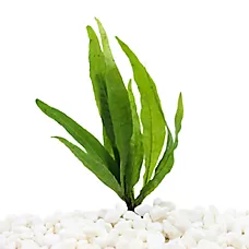 Top Fin® Java Fern Live Plant - Live Aquarium Plant for Fish Tanks - 4-12 in