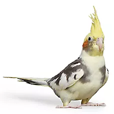 Assorted Cockatiel