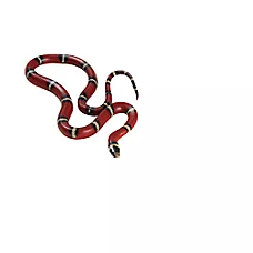 Milk Snake