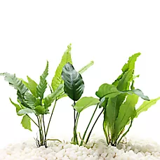 Top Fin® Live Plant Variety Pack - Medium - Live Aquarium Plant for Fish Tanks - 8 in