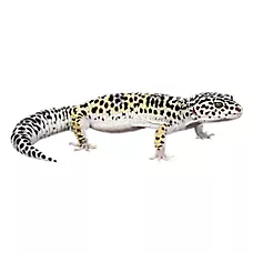 Leopard Gecko