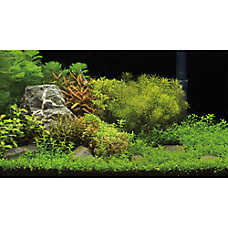 Top Fin? Underwater Garden & Riverbed Reversible Aquarium Background - 18x36 in-24x48 in