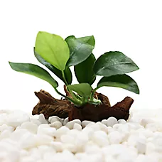 Top Fin® Anubias Live Plant with Wood Base - Live Aquarium Plant for Fish Tanks