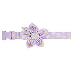 Top Paw? Daisy Dog Collar, Purple Flower Dog Collar, Lavender Dog Collar, Adjustable, Multiple Sizes