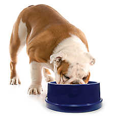 K&H Coolin' Pet Bowl