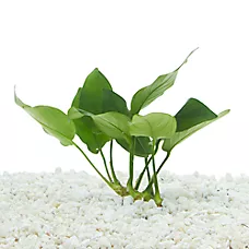 Top Fin® Anubias Barteri Live Plant - Live Aquarium Plant for Fish Tanks - 4 in