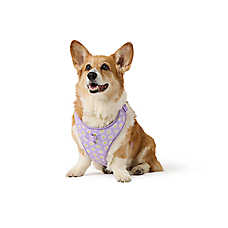 Top Paw? Daisy Dog Harness, Purple Dog Harness, Adjustable Dog Harness, Comfortable, Multi Size
