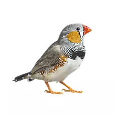 Zebra Finch
