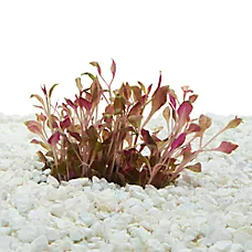 Top Fin® Cardinalis Live Plant Tissue Culture - Live Aquarium Plant for Fish Tanks
