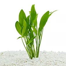 Top Fin® Amazon Sword Live Plant - Live Aquarium Plant for Fish Tanks - 4-12 in
