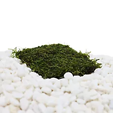 Top Fin® Java Moss Pad Live Plant - Live Aquarium Plant for Fish Tanks