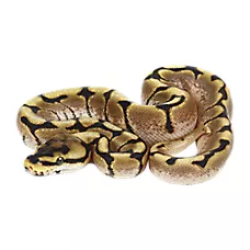 Juvenile Fancy Ball Python