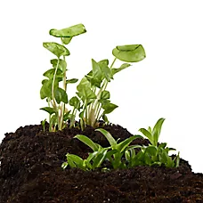 Thrive Tissue Cultured Live Terrarium Plant