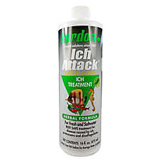Kordon? Ich Attack? Treatment Ick Treatment for Aquarium Fish
