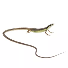 Long-Tailed Lizard