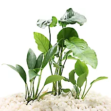 Top Fin® Live Plant Variety Pack - Small, Medium & Large - 3 Count