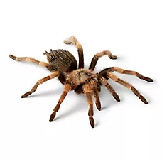 Mexican Red-Knee Tarantula