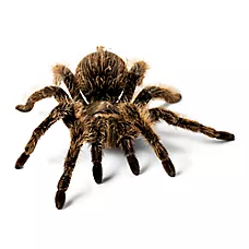 American Curly-Haired Tarantula