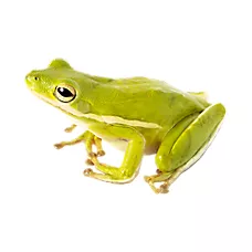 Green Tree Frog