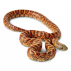 King Snake